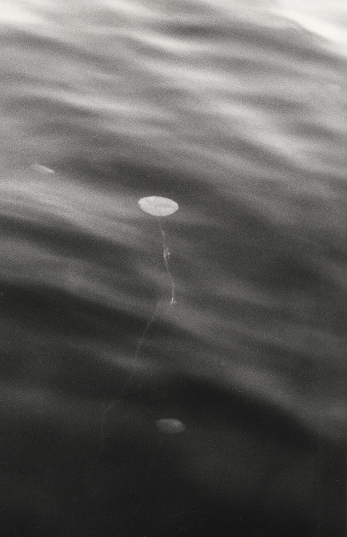 Single Lily Pad, silver gelatin paper